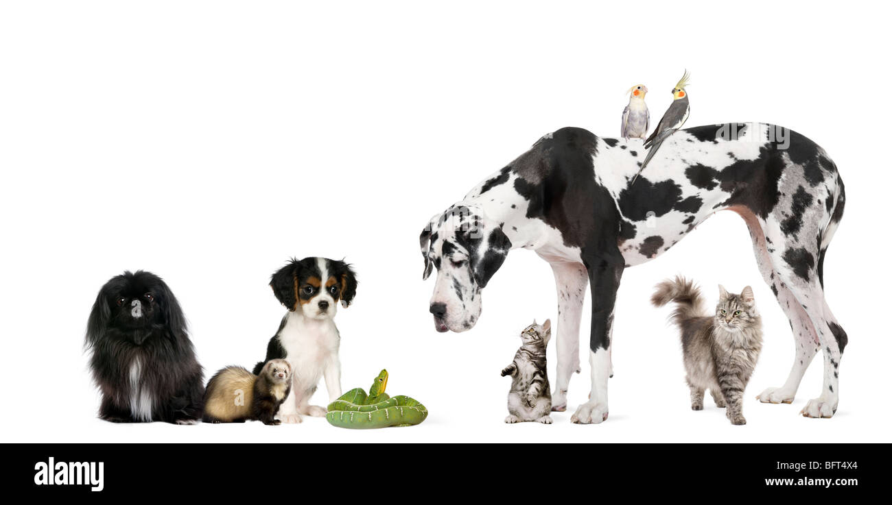 Gruppe von Haustieren vor weißem Hintergrund, Studio gedreht Stockfoto