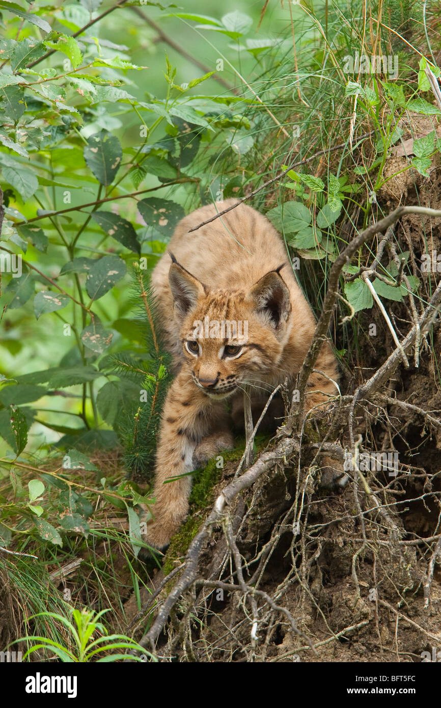 Eurasischen Lynx Kitten Stockfoto