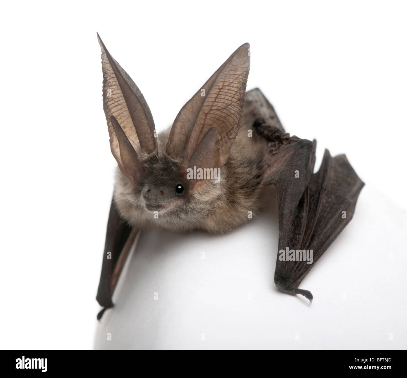 Graue langohrige Fledermaus, Langohrfledermäuse Astriacus vor weißem Hintergrund, Studio gedreht Stockfoto