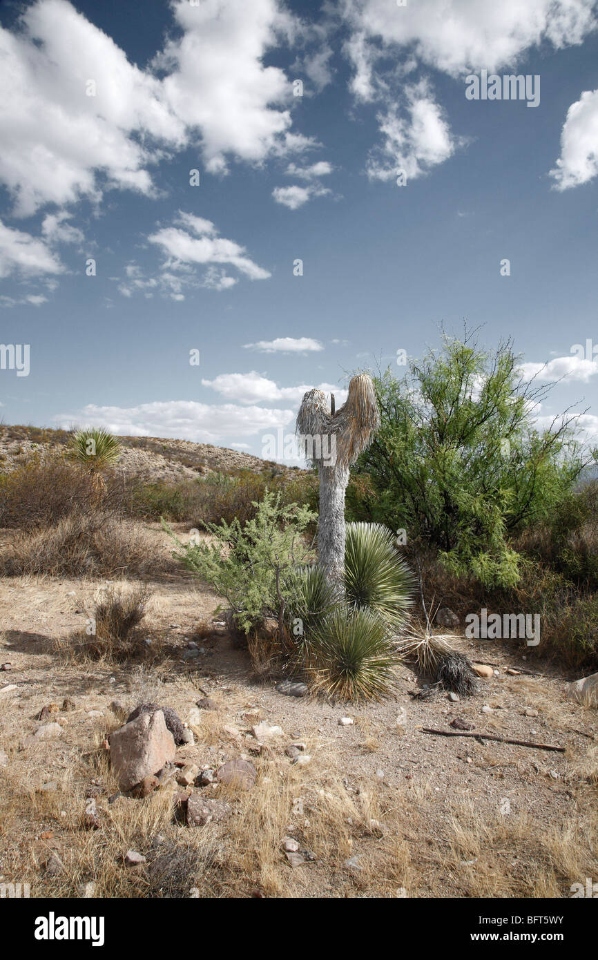 Presidio, Presidio County, Texas, USA Stockfoto