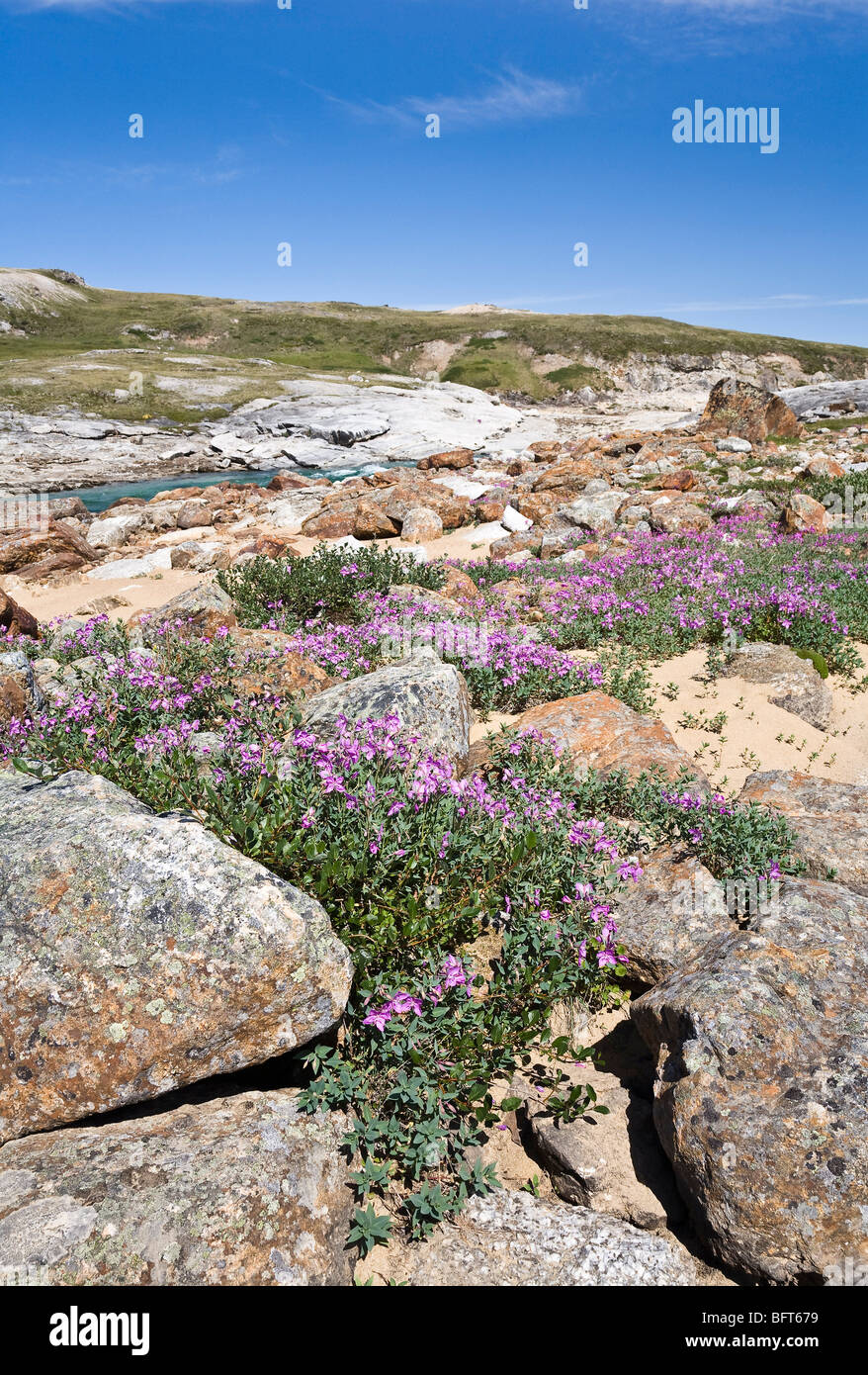 Breitblättrigen Weidenröschen, Soper Fluss Katannilik Territorial Park Reserve, Baffininsel, Nunavut, Kanada Stockfoto