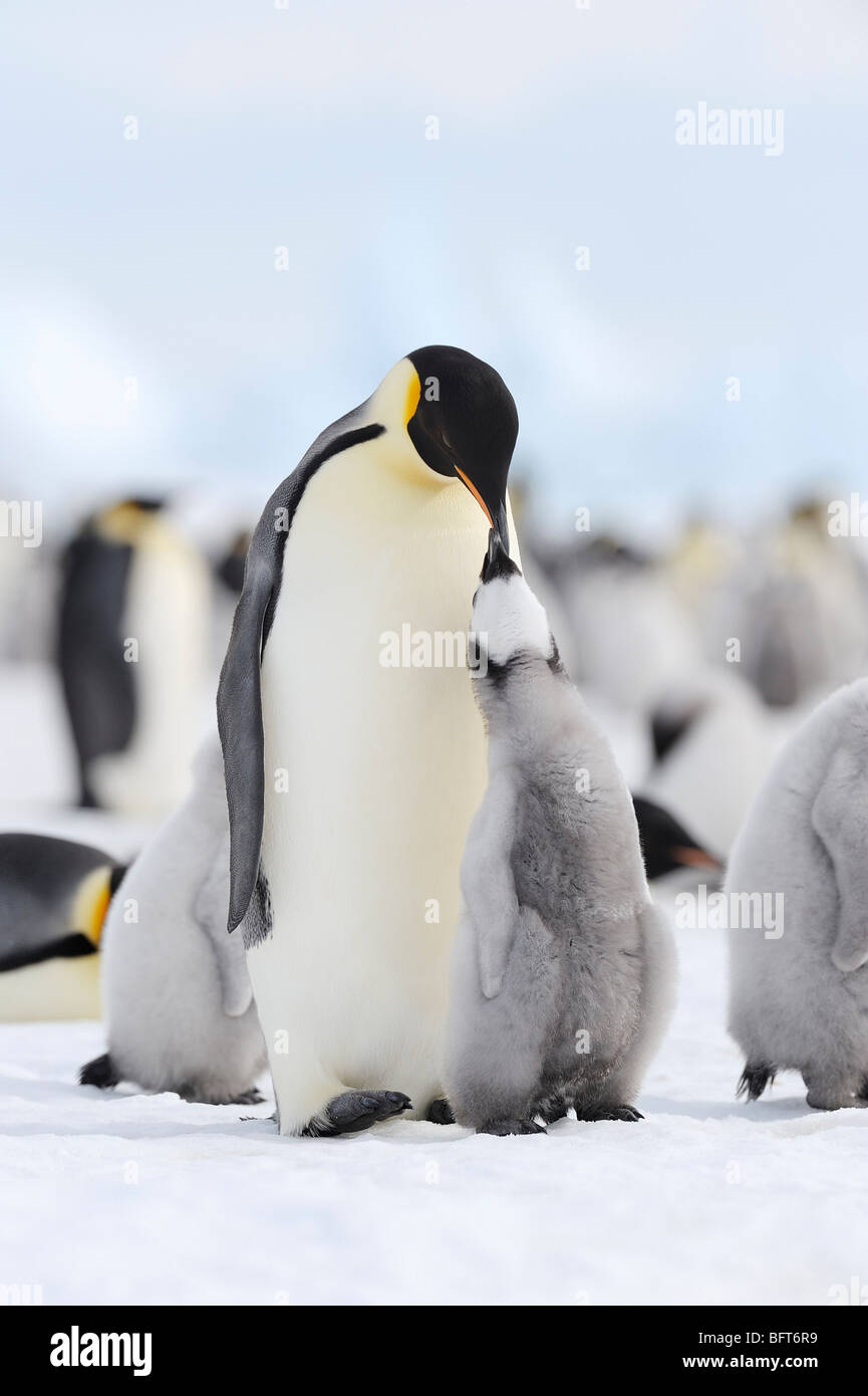 Kaiserpinguine, Snow Hill Island, Weddellmeer, Antarktis Stockfoto