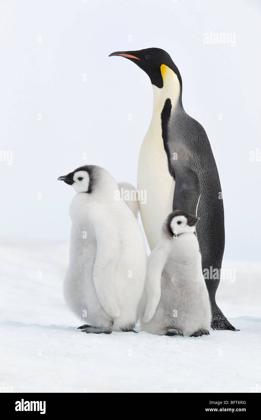 Kaiserpinguine, Snow Hill Island, Weddellmeer, Antarktis Stockfoto