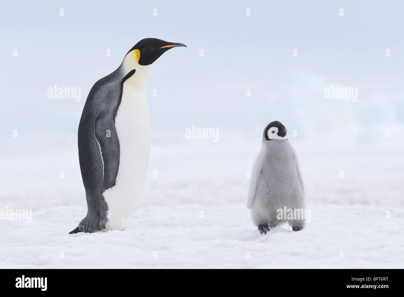 Kaiserpinguine, Snow Hill Island, Weddellmeer, Antarktis Stockfoto