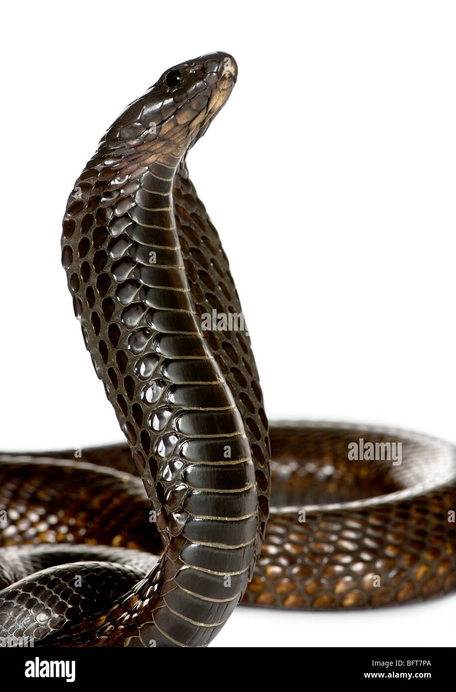 Nahaufnahme des ägyptischen Kobra, Naja Haje, vor weißem Hintergrund Studio gedreht Stockfoto