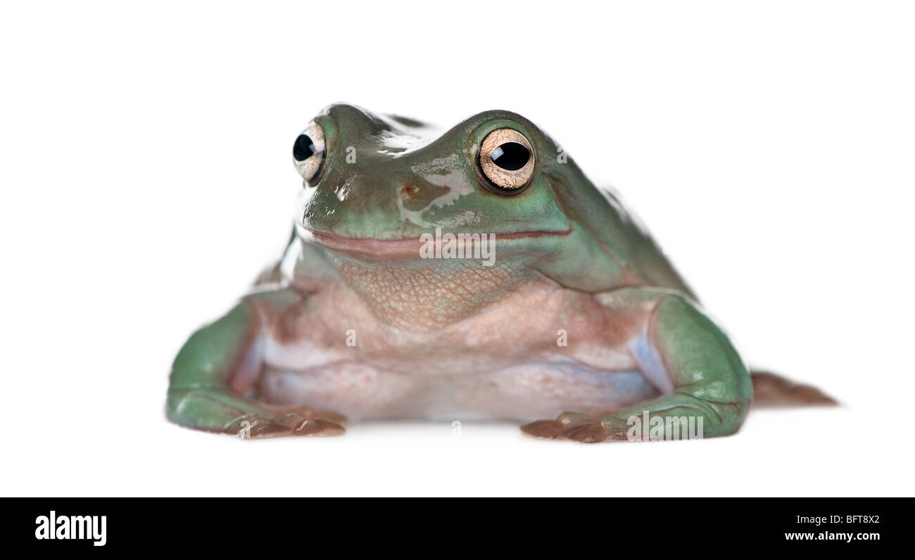 Australischen grünen Laubfrosch, Litoria Caerulea, vor weißem Hintergrund Studio gedreht Stockfoto