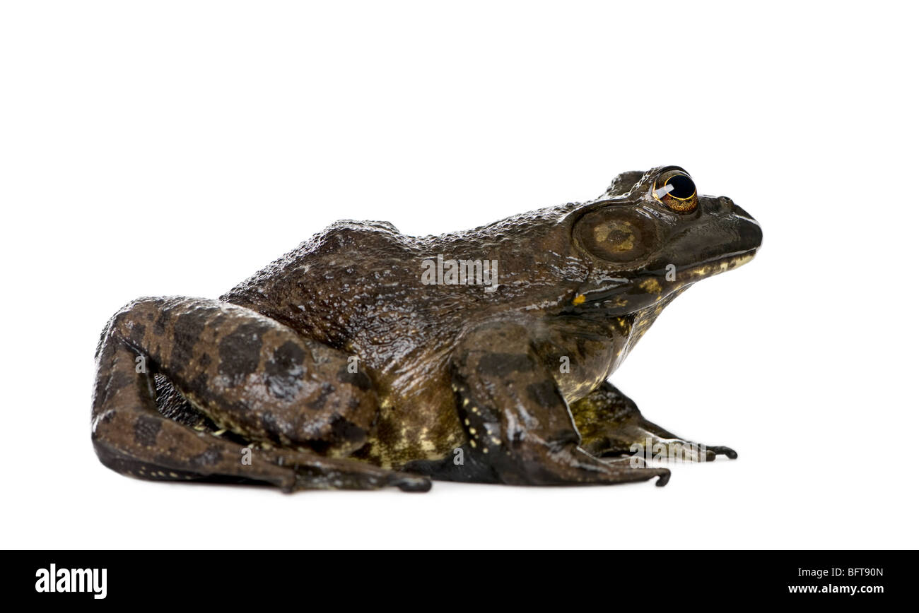 Ochsenfrosch Rana Catesbeiana, vor weißem Hintergrund, Studio gedreht Stockfoto