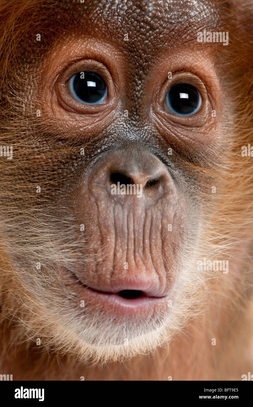 Nahaufnahme von Baby Sumatra Orang-Utan, 4 Monate alt Stockfoto