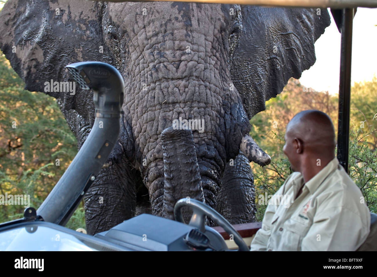 Nahaufnahme des Elefantenbullen Beduftung Safari-Guide in offenen Wildbeobachtung Fahrzeug in das Okavangodelta, Botswana Afrika Stockfoto