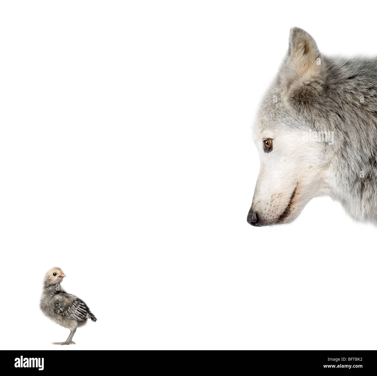 Mackenzie Tal Wolf ein Küken vor weißem Hintergrund betrachten, erschossen studio Stockfoto