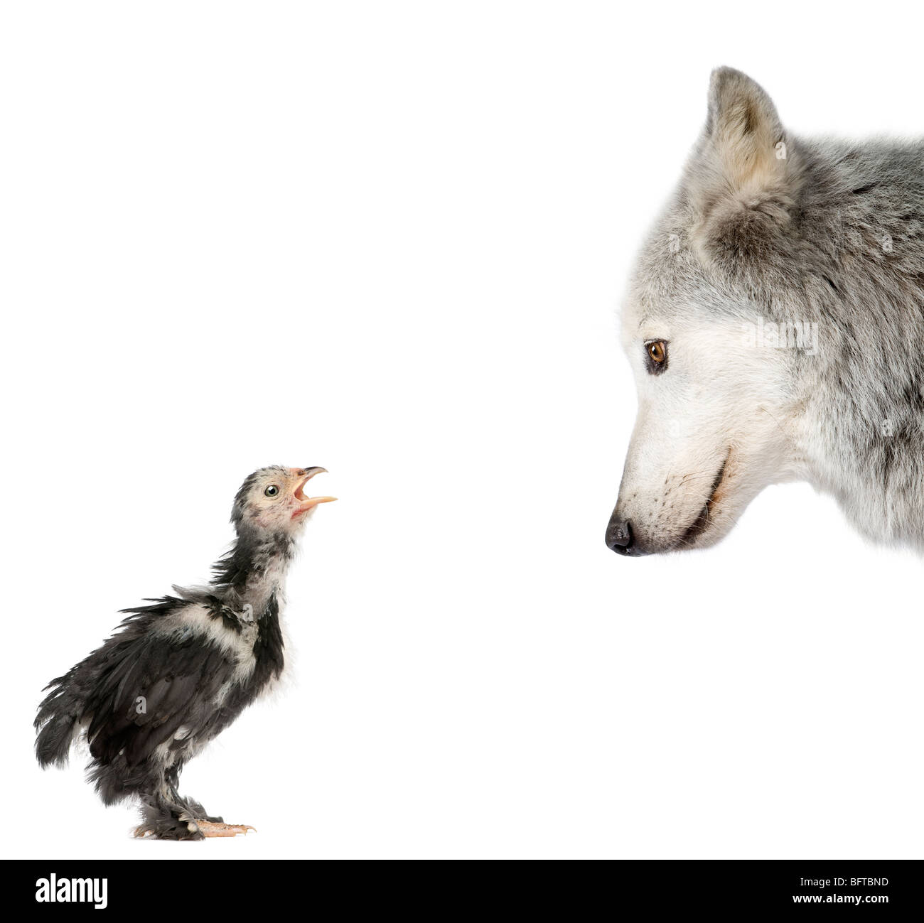 Mackenzie Tal Wolf ein Küken vor weißem Hintergrund betrachten, erschossen studio Stockfoto