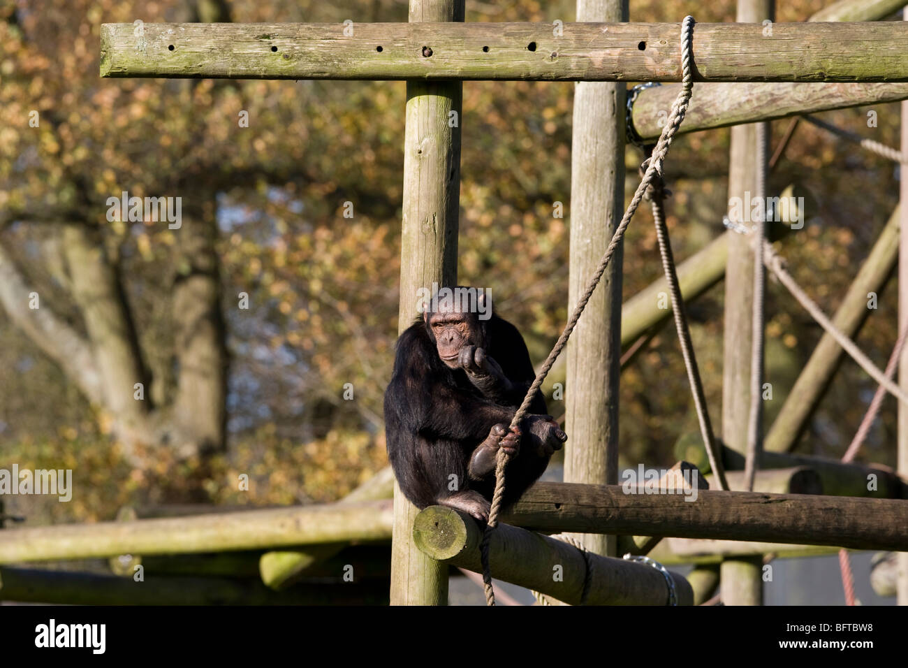 Schimpansen im des ZSL Whipsnade Zoo in Bedfordshire, England Stockfoto