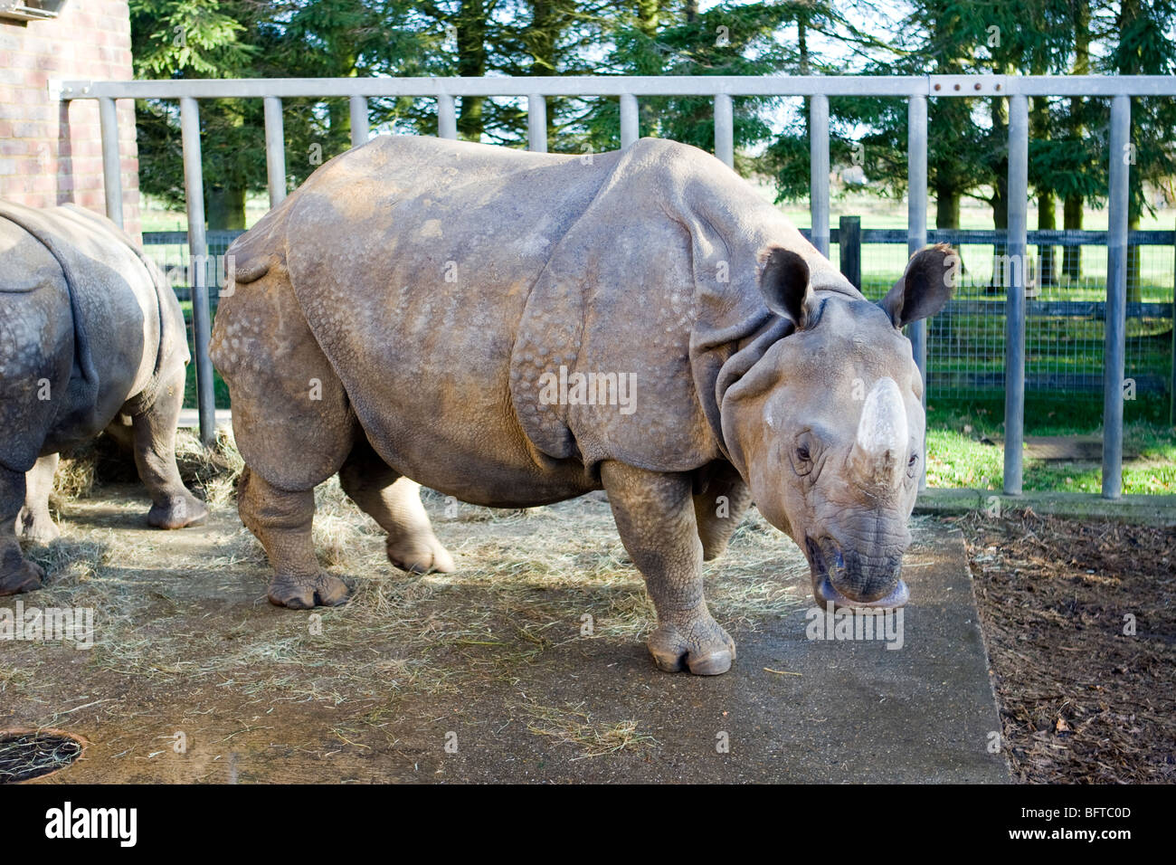 Mehr einem gehörnten Indian Rhino in seinen Stift in Whipsnade Zoo im Vereinigten Königreich Stockfoto