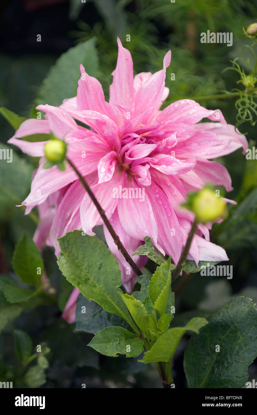 Ein rosa Dahlie Blume Stockfoto