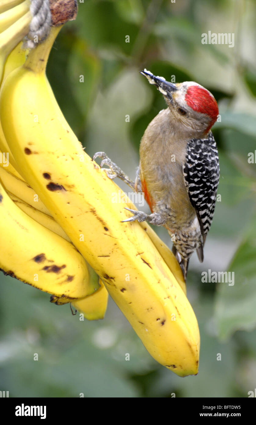 Specht auf ein Bündel Bananen In Panama City-Panama Stockfoto