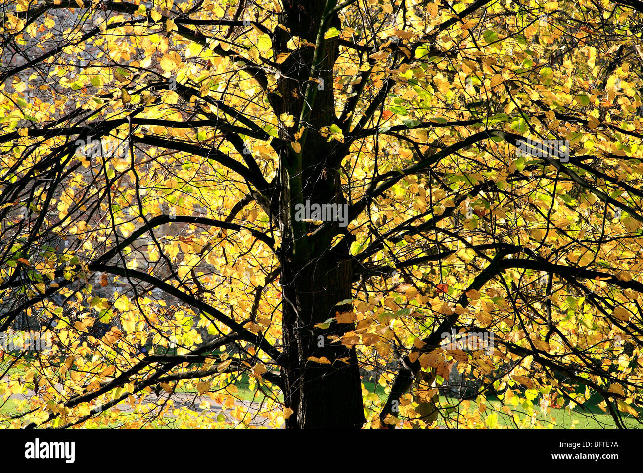 DIE REICHEN GOLDENEN FARBEN DES HERBSTES Stockfoto