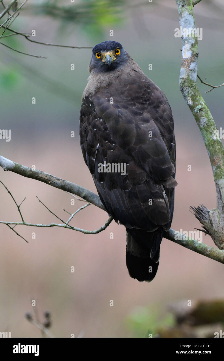 Crested Serpent Eagle Stockfoto