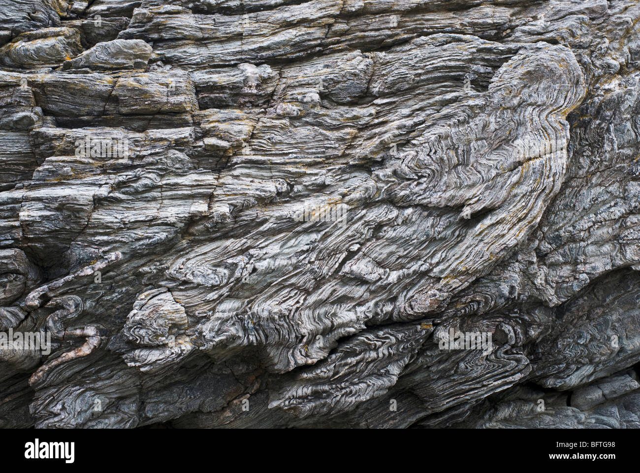 Hohe Felsen an Trearddur Bay in der Nähe von Holyhead, Anglesey, Wales verformt Stockfoto