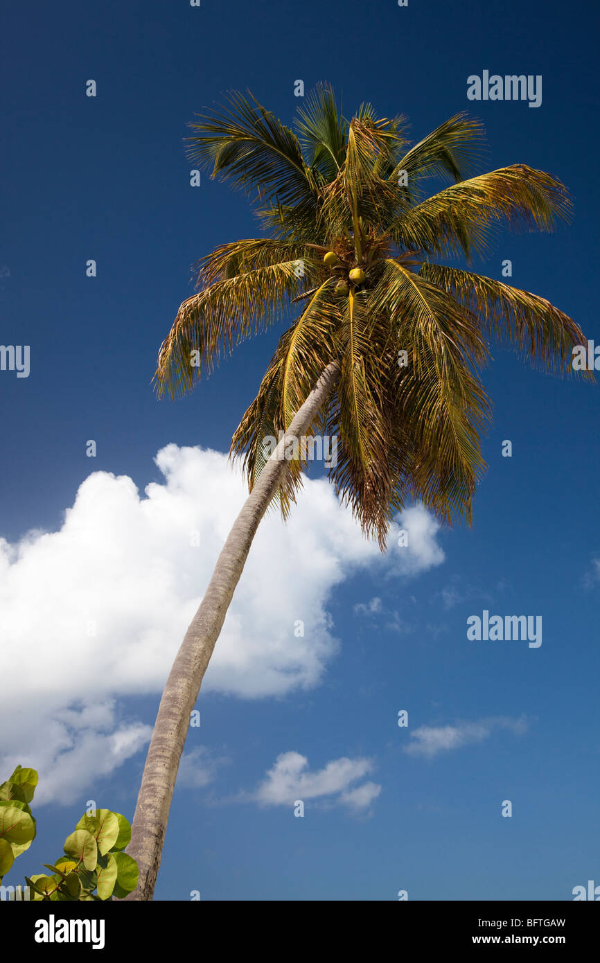 Palm Tree mit reifen Kokosnüsse vor blauem Himmel, Antigua und Barbuda, West Indies Stockfoto