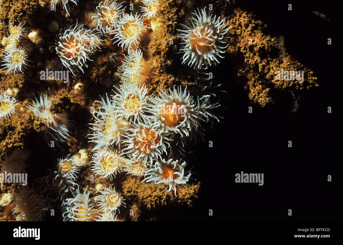 Seeanemone. Actinothoe Sphyrodeta.  Nesseltieren. Schöne Anemone, gefunden an der Südküste des Vereinigten Königreichs. Tauchen Tourismus, Scuba UK Stockfoto