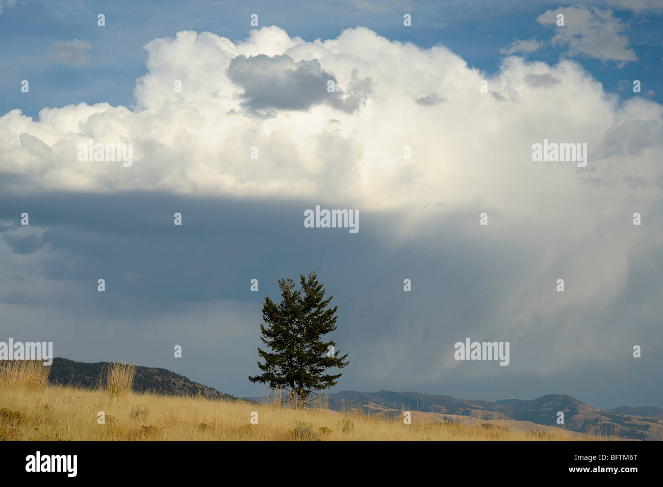 Einsame Kiefer auf dem Blacktail Hirsch Plateau, Yellowstone-Nationalpark, Wyoming, USA Stockfoto