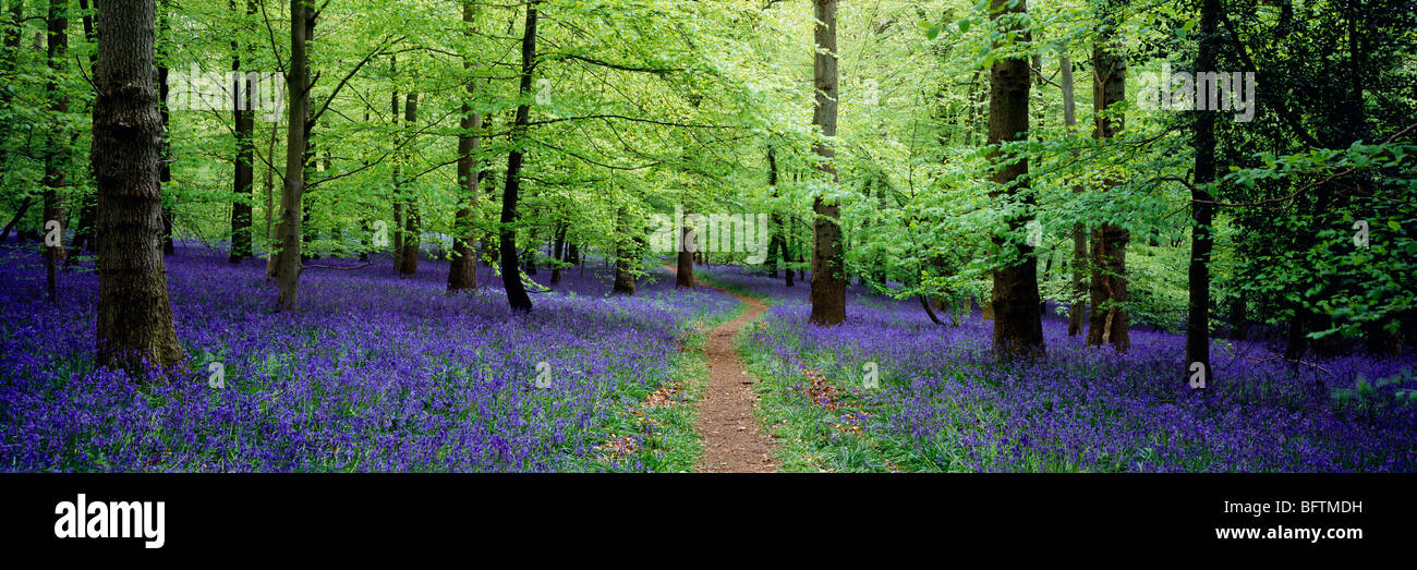 Weg durch Bluebells im Mai im Forest of Dean Gloucestershire, England Stockfoto