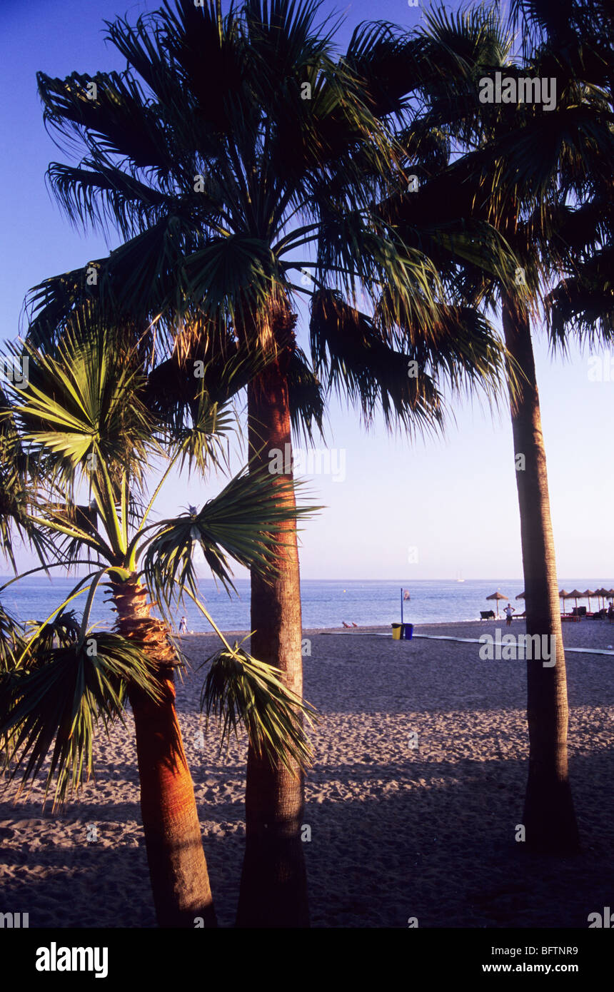 Palmen am Strand, Estapona, in der Nähe von Malaga. Spanien. Tourismus. Touristische Destination. Gute Strandeinrichtungen. Stockfoto