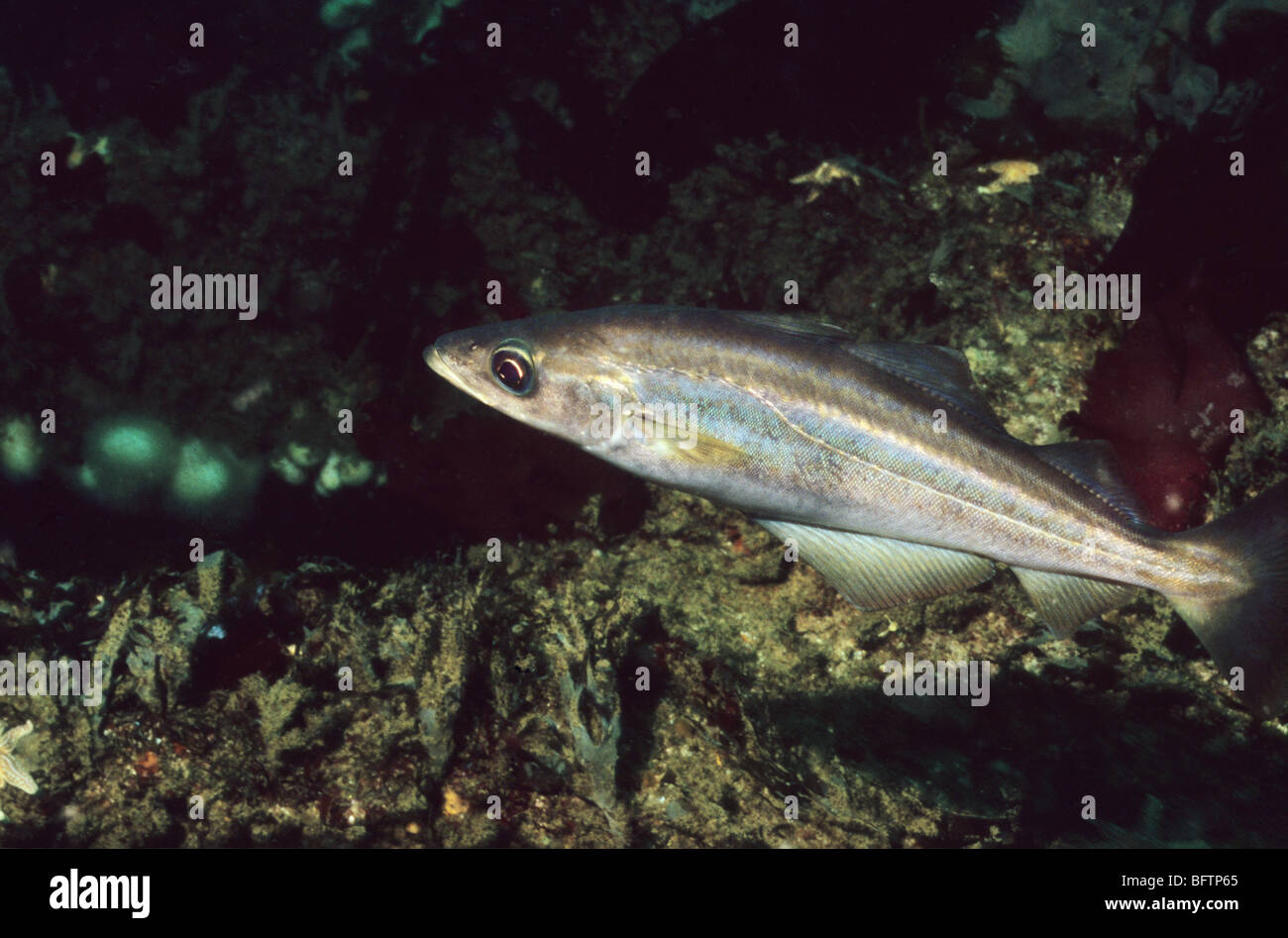 Pollack. Fisch. Pollachius Pollachius. Fisch aus der Familie der Kabeljau. Marine Unterwasserwelt vor der Küste von Plymouth UK. Scuba UK. Stockfoto