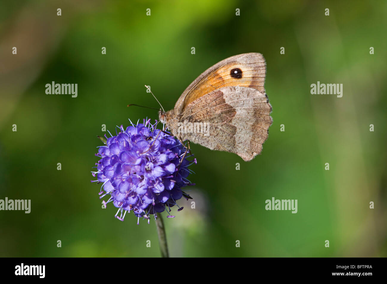 Wiese braun Schmetterling (Maniola Jurtina) ernähren sich von devil's Bit Witwenblume Stockfoto