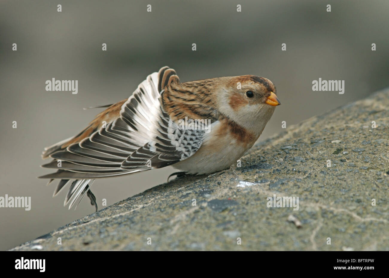 Snow Bunting Winter weiblichen Flügel dehnen Stockfoto