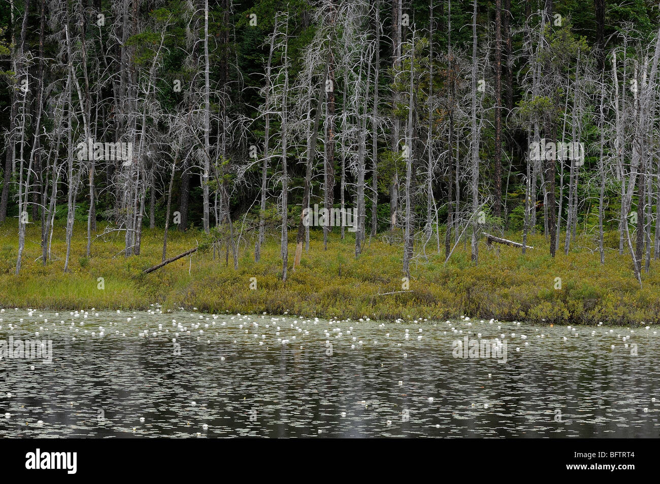 Boreal Teich mit Toten Baumstümpfe und duftenden weißen Seerosen, Greater Sudbury, Ontario, Kanada Stockfoto