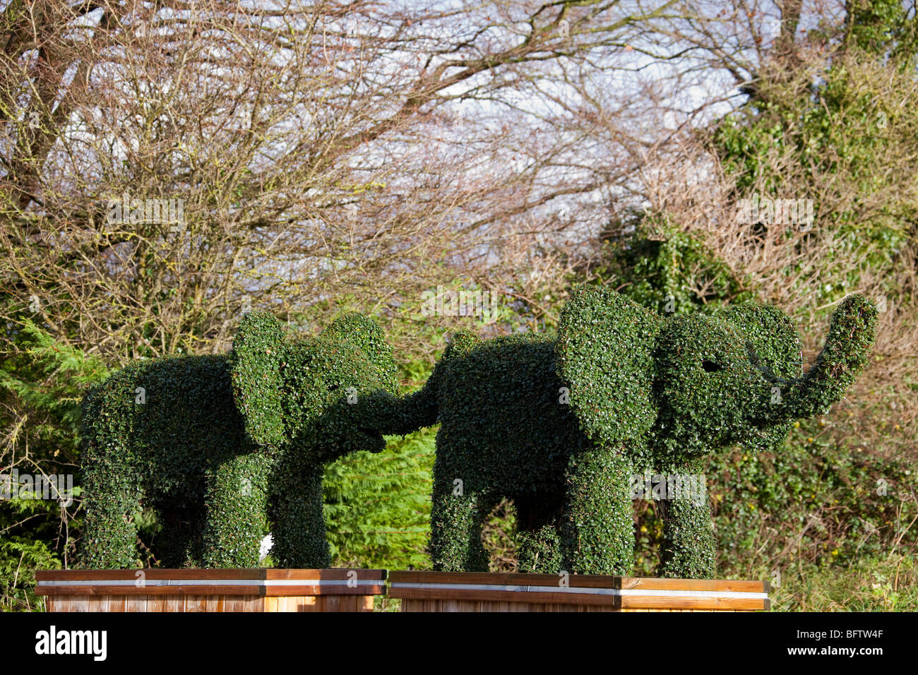 Liguster Englisch Liguster Englisch