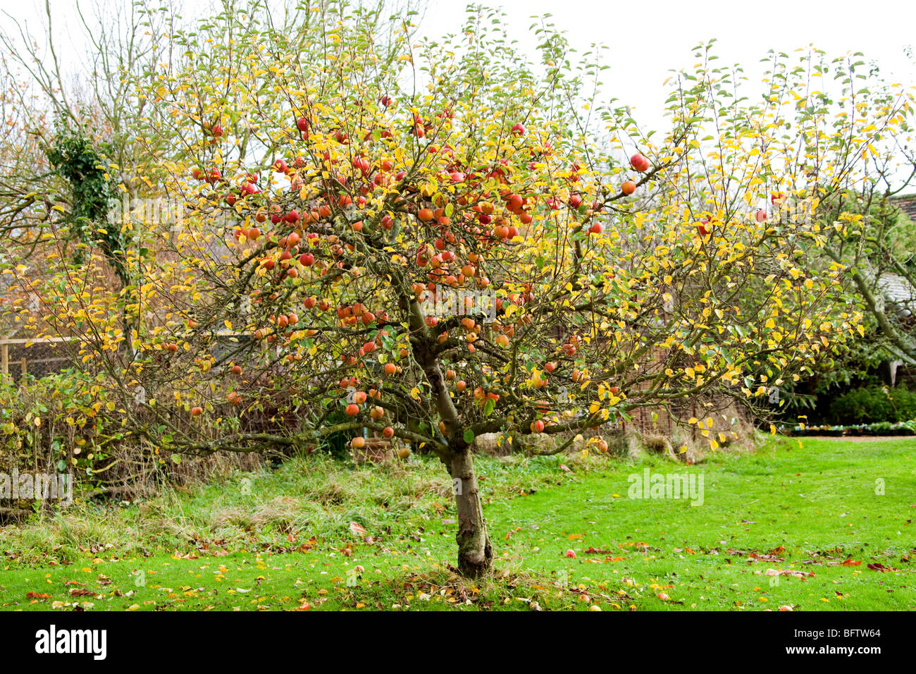 Apfelbaum herbst Fotos und Bildmaterial in hoher Auflösung Alamy