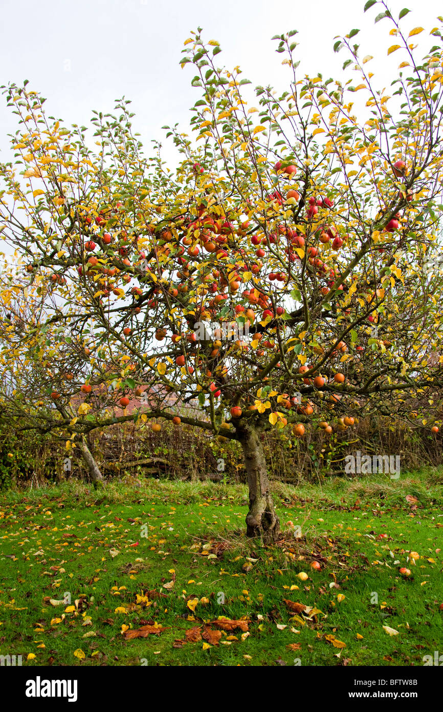 Rote Äpfel im Apfelbaum, Herbst. Obstgarten. Englischer Garten