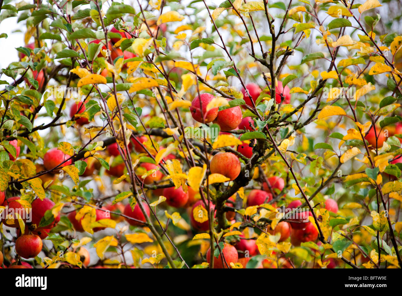 Rote Äpfel im Apfelbaum, Closeup Herbst. Obstgarten. Englischer Garten, Warwickshire, England. Horizontale 099577 Apple Stockfoto