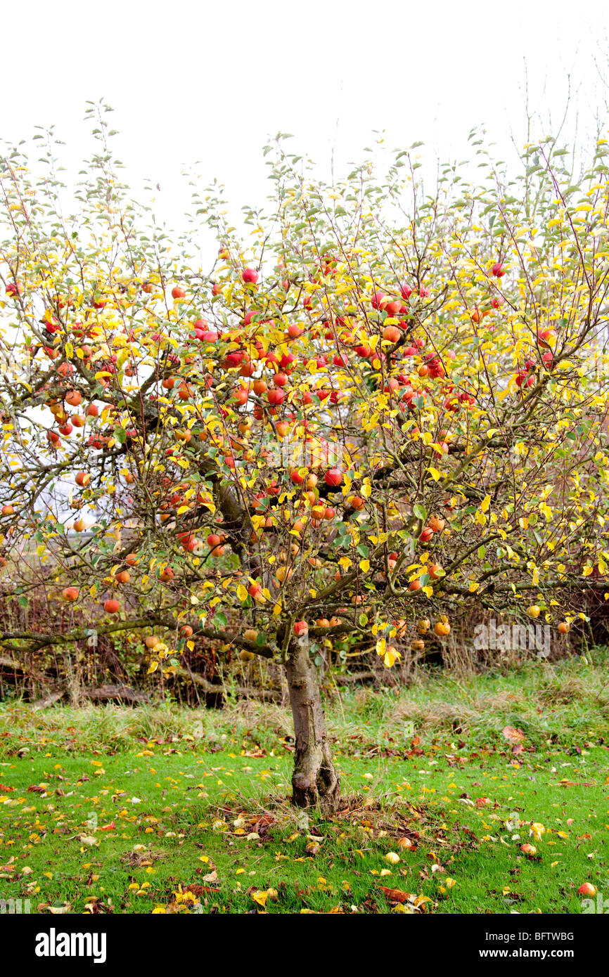 Rote Äpfel im Apfelbaum, Herbst. Obstgarten. Englischer Garten