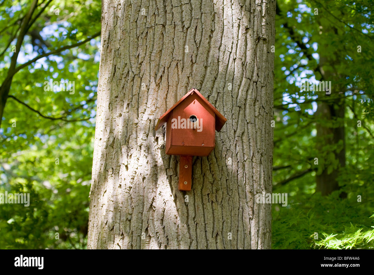 Vogel Nistkasten an Baumstamm befestigt Stockfoto