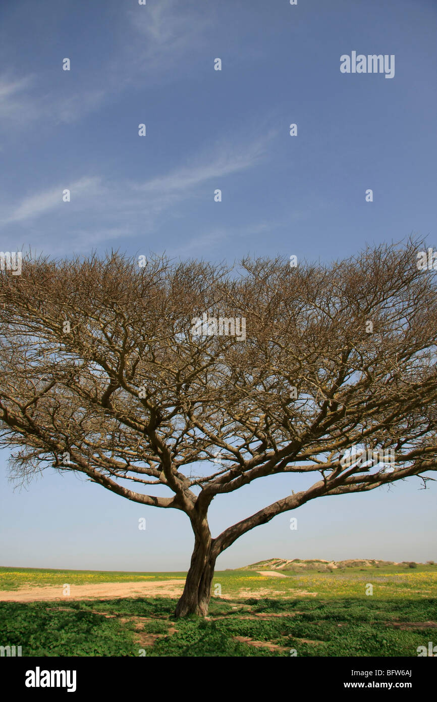 Israel, im nördlichen Negev. Acacia Raddiana Baum von Besor Panoramastraße Stockfoto