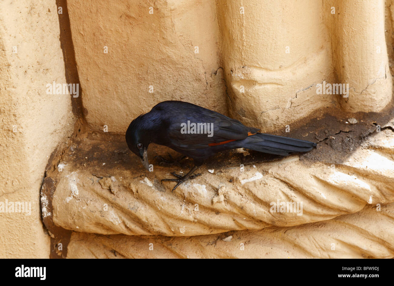 Die Red-winged Starling, Onychognathus Morio, ist ein Vogel in Ostafrika von Äthiopien bis zum Kap in Südafrika heimisch Stockfoto