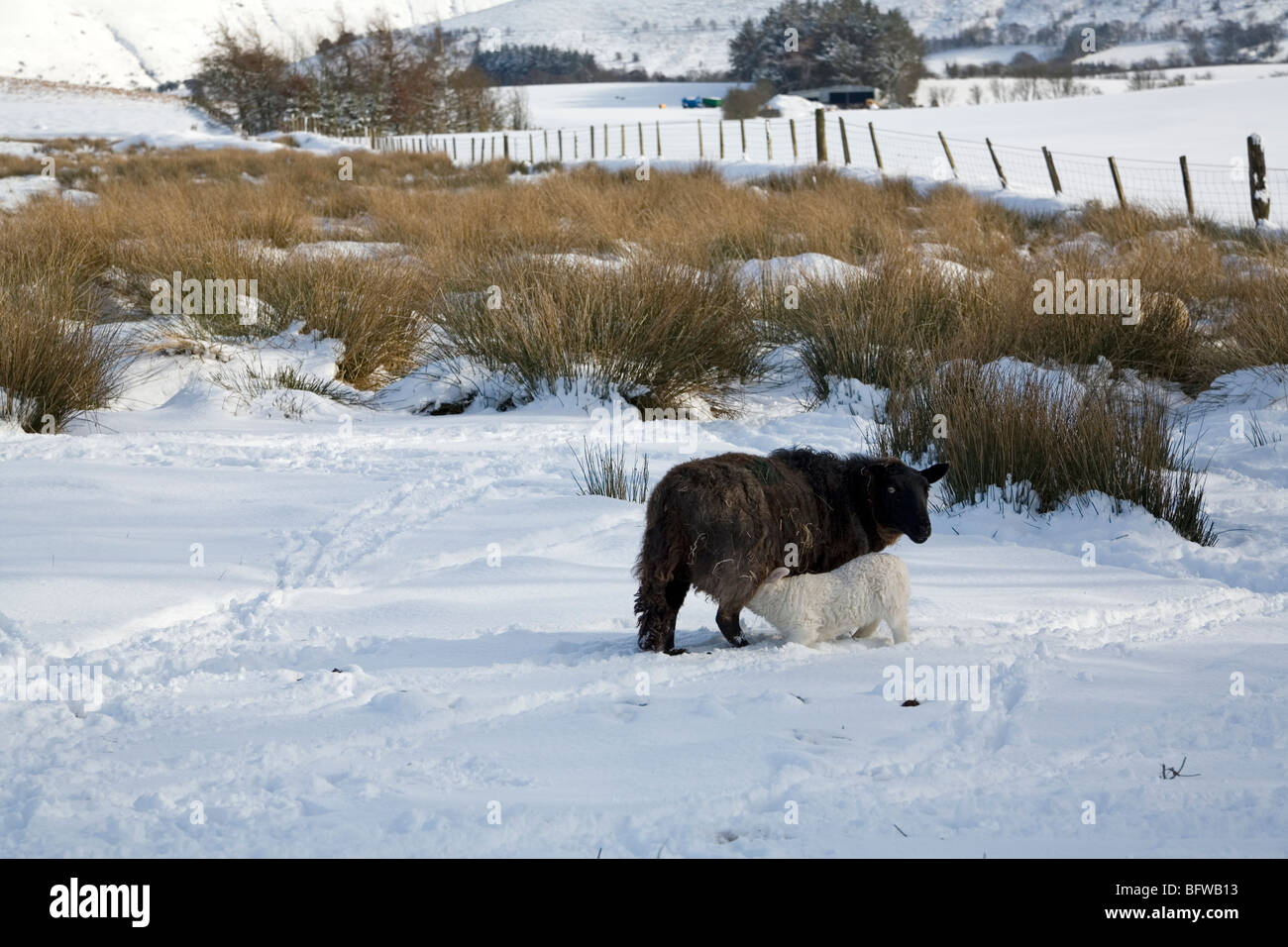 Weißes Lamm, Spanferkel ein schwarzes Schaf in einem schneebedeckten Feld Stockfoto