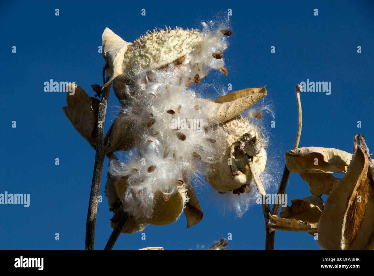 Gemeinsamen Seidenpflanze Asclepias syriaca Stockfoto