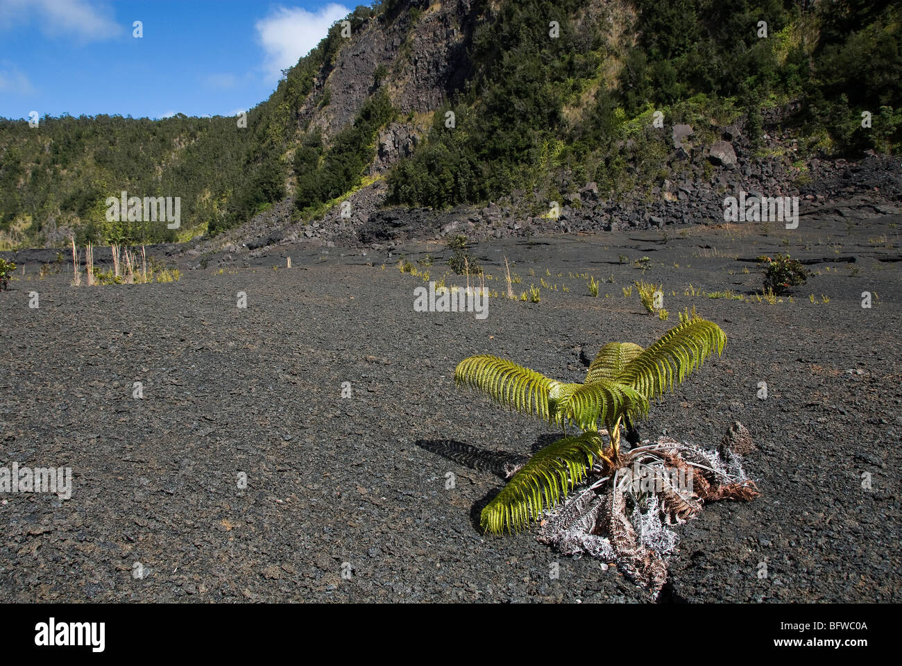 Farn in den Kilauea Iki Crater Hawaii Volcanoes Nationalpark Hawaii USA Stockfoto