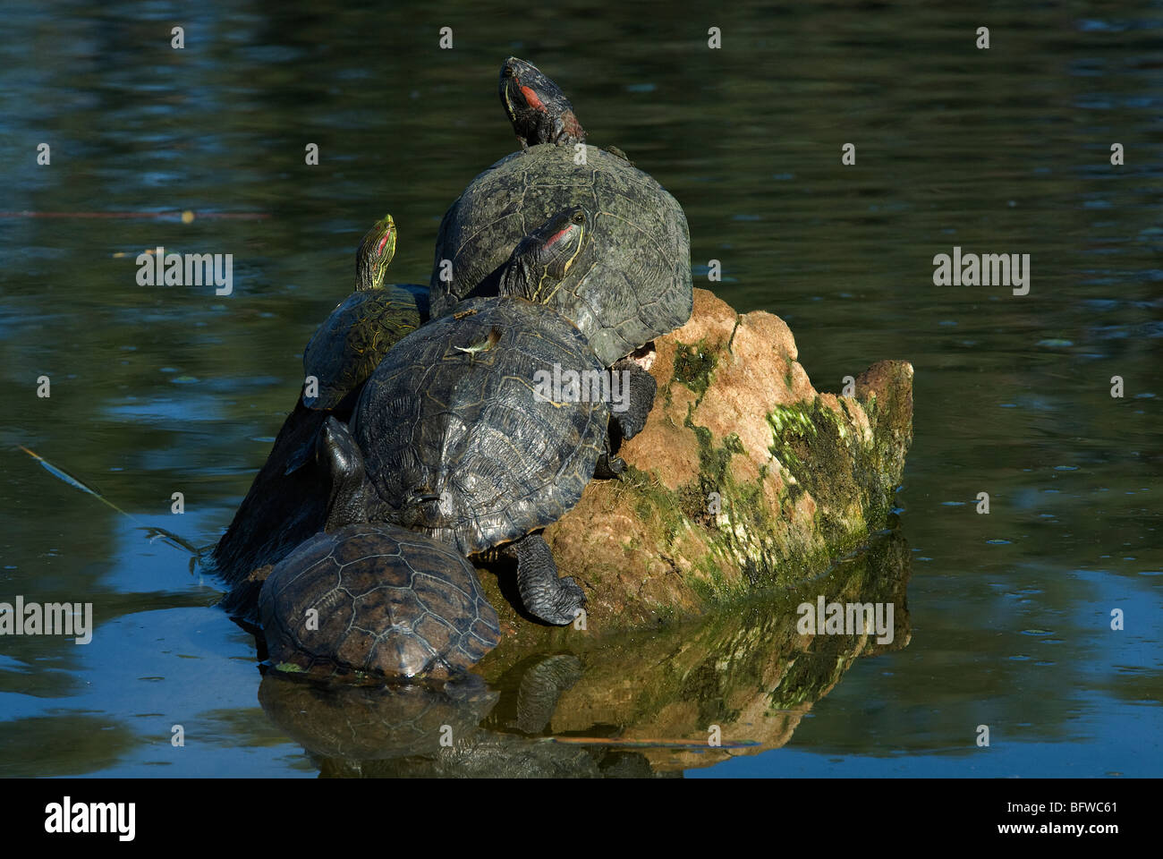 Rot-eared Slider ist Scripta Elegans Zoo von Phoenix Arizona USA Stockfoto