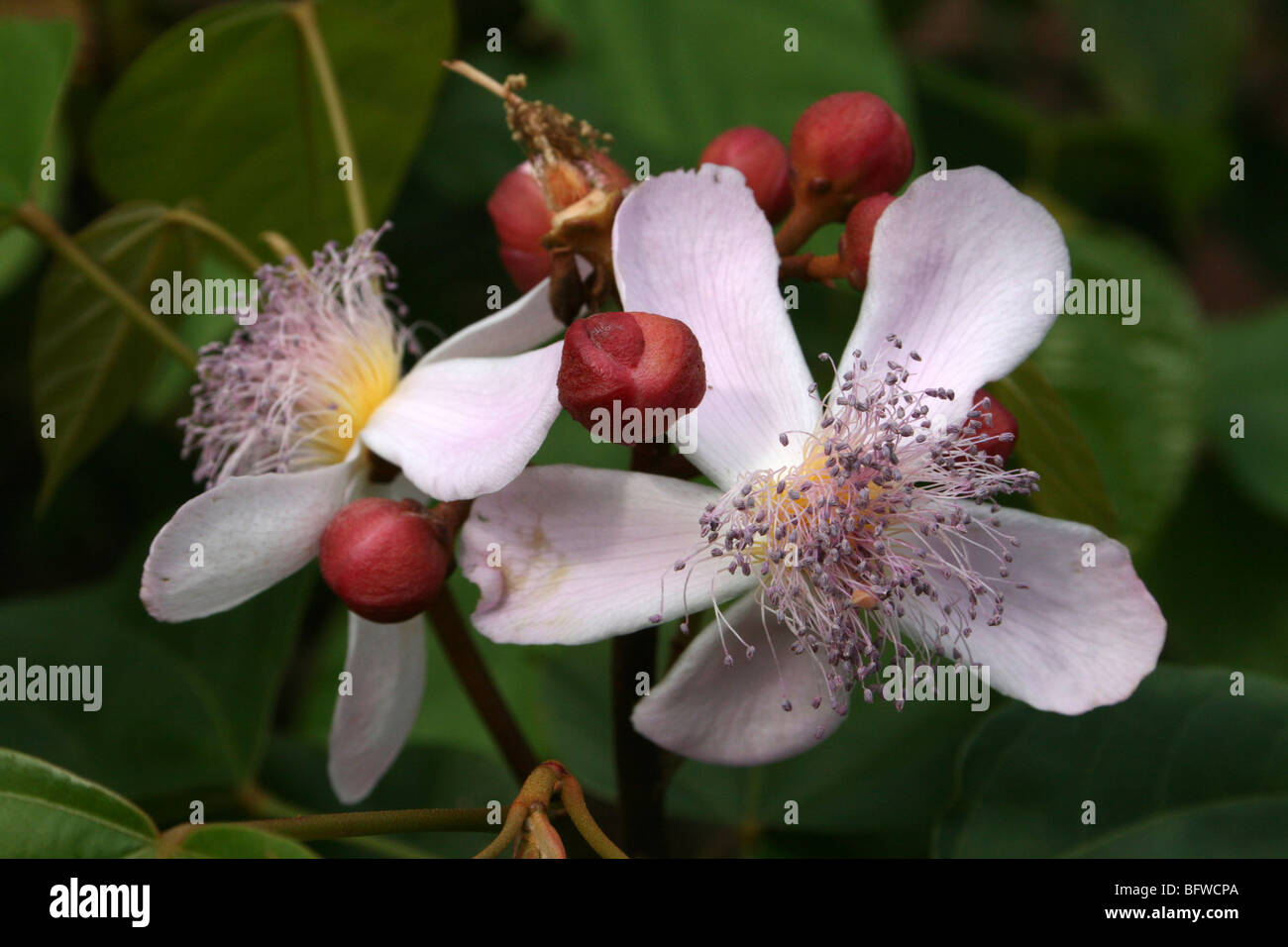 Lippenstift Pflanze Bixa Orellana aka Achiote Blumen genommen in Bububu, Zanzibar. Quelle für natürliches Pigment Annatto Stockfoto