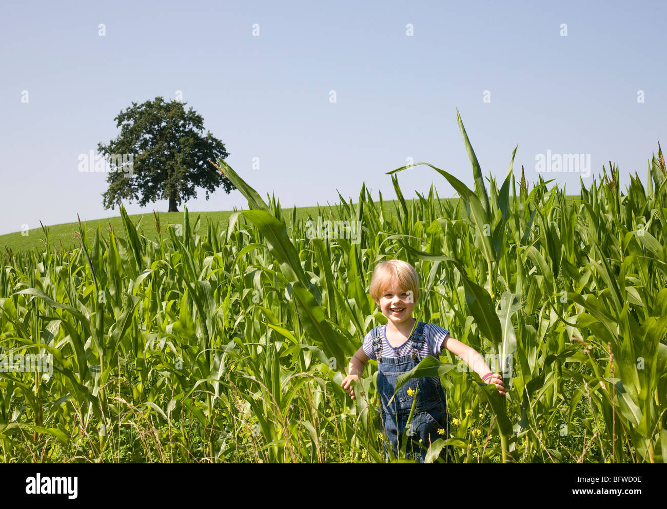 Junge spielt im Maisfeld Stockfoto