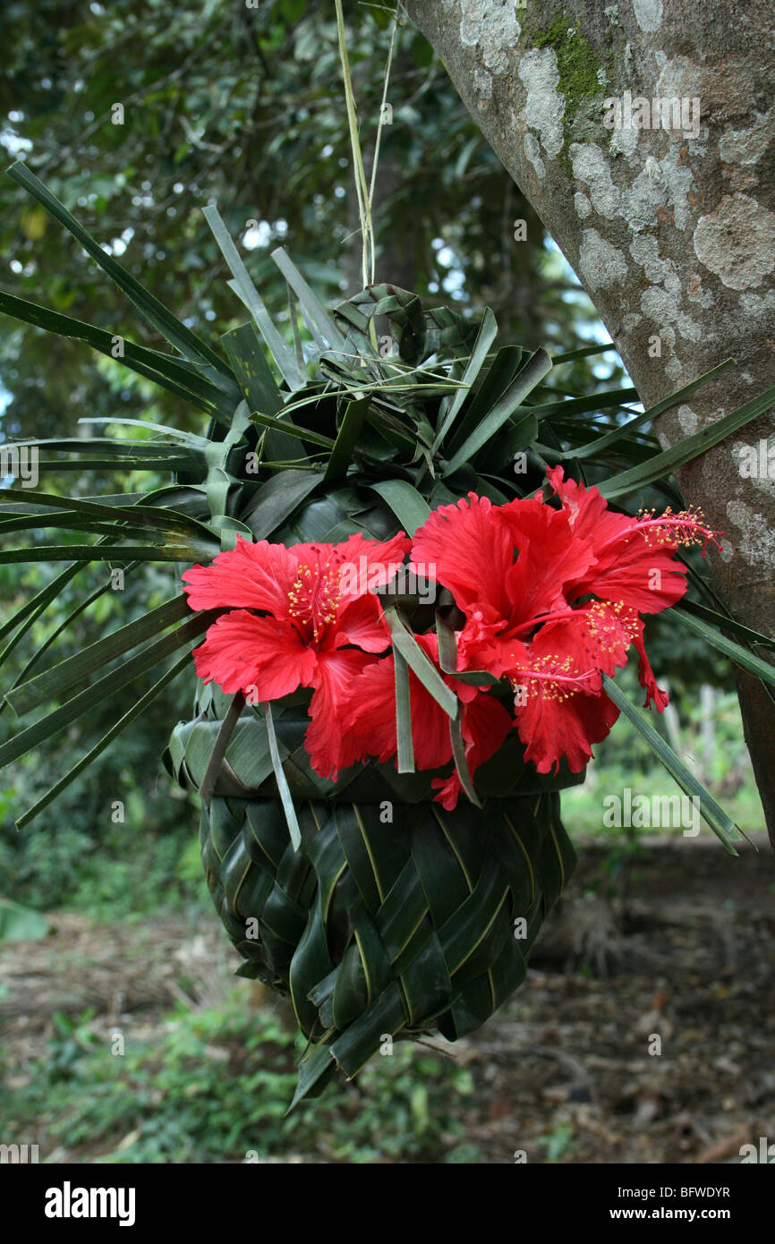 Geflochtenen Korb aus gewebten Kokosnuss Palmwedel und rote Hibiskusblüten hergestellt. Genommen auf einem Spice Farm, Bububu, Sansibar Stockfoto
