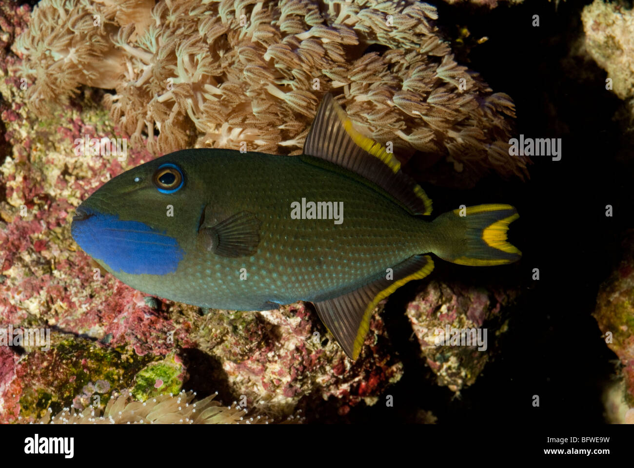 Männchen der Xanthichthys Auromarginatus, Balistidae, Indo-Pazifik Stockfoto