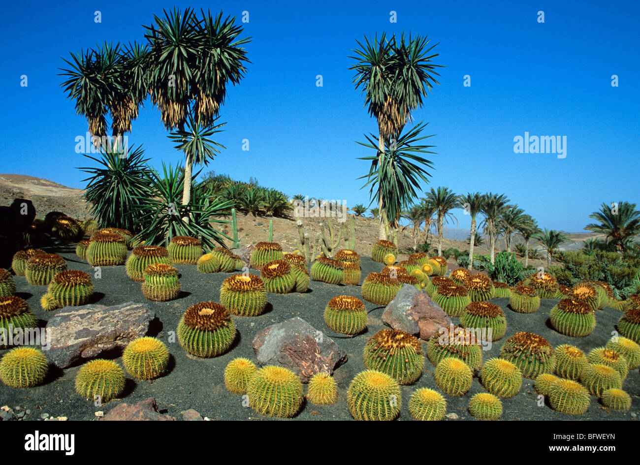 Fuerteventura botanischen gärten Fotos und Bildmaterial in hoher