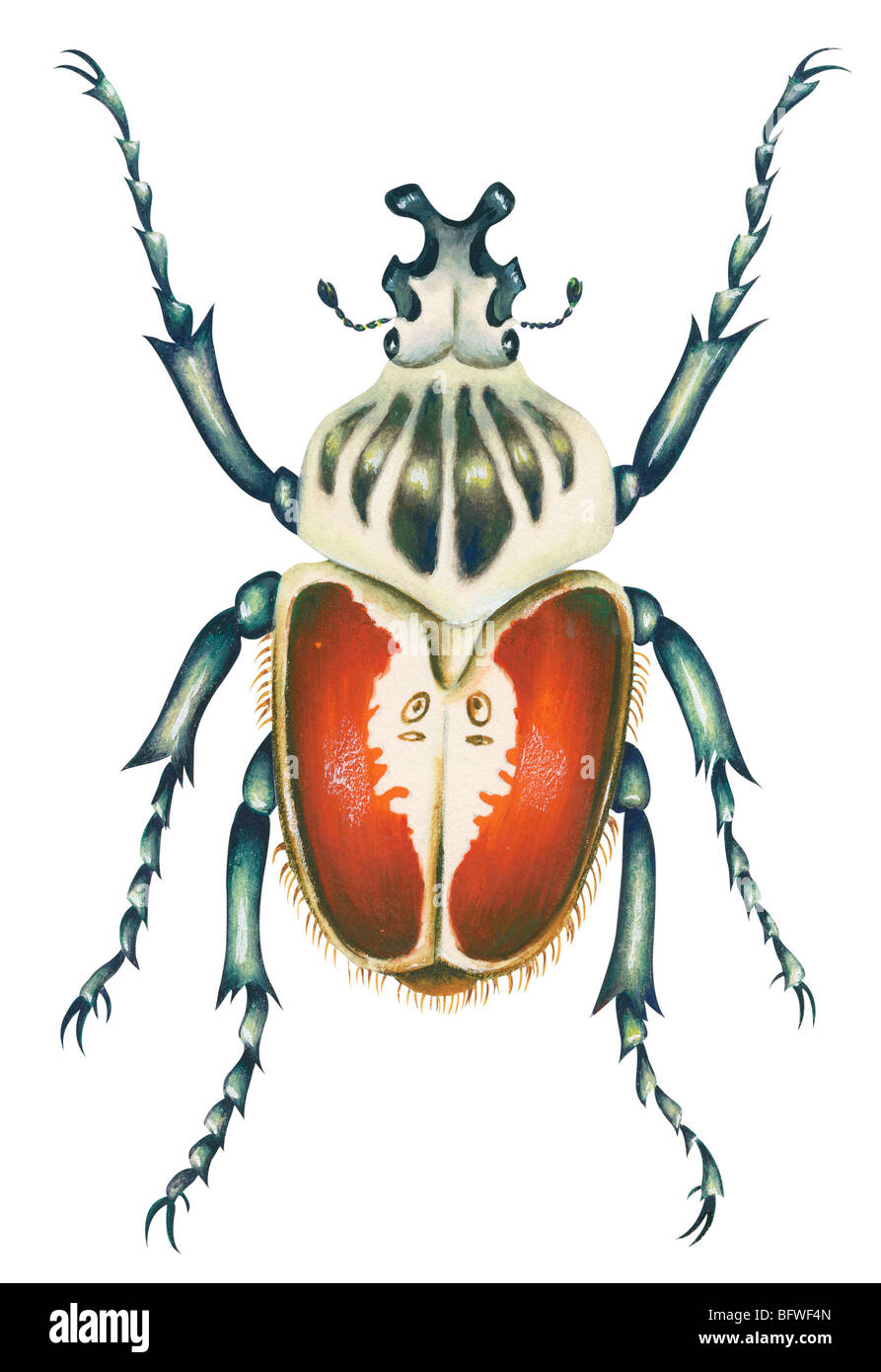 Afrikanische Goliath Käfer Stockfoto