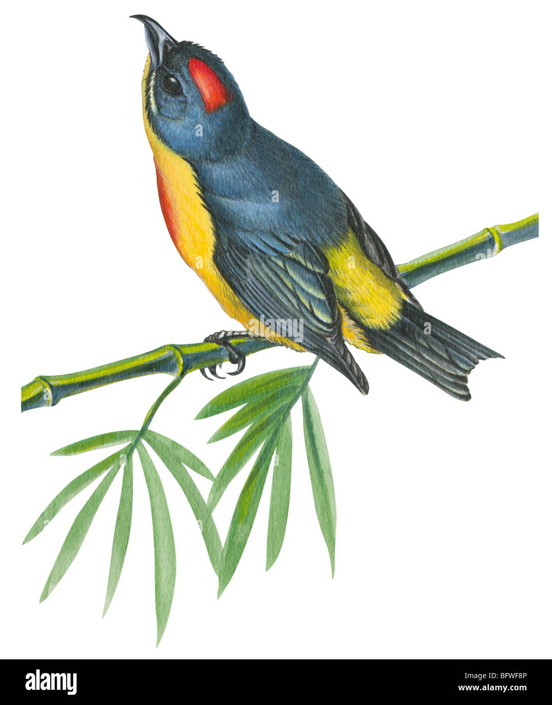 Philippinische flowerpecker Stockfoto